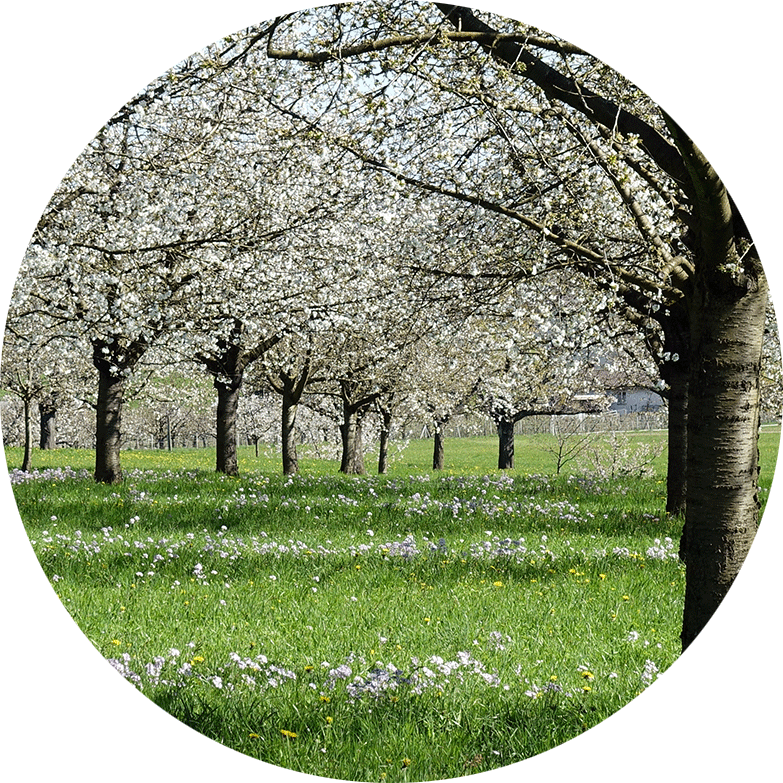 Wissenslandschaft Baselland